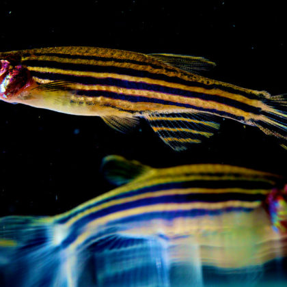 Zebrafish (Photo courtesy of NIH)