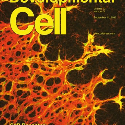 The cover of Developmental Cell features "S1P Receptor Constrains Angiogenesis."