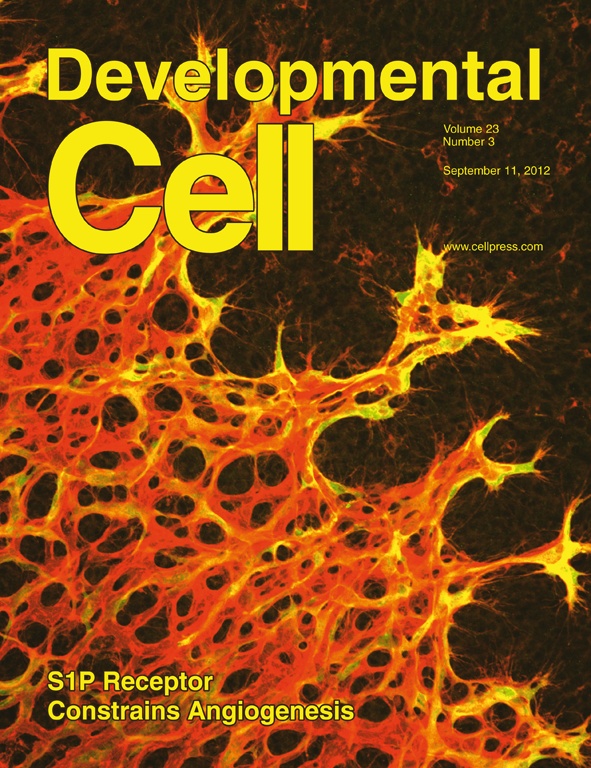 The cover of Developmental Cell features "S1P Receptor Constrains Angiogenesis."