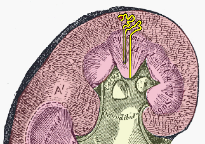 Lithograph plate of a large nephron, the building block of the kidney