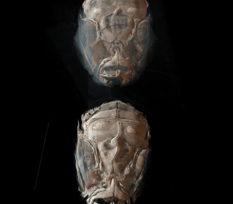 Compared with a normal zebrafish (top), this mutant (bottom) is a real bone head. (Image by Sandeep Paul and Seth Ruffins)