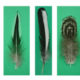 The cellular and molecular composition of feathers can be experimentally manipulated to test the hypothesis that certain molecular components may enhance or suppress pigment differentiation.