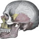 Human skull with sutures (Public domain image courtesy of Gray's Anatomy)