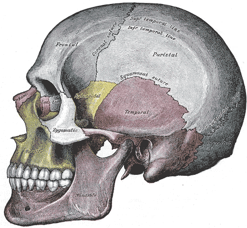 Human skull with sutures (Public domain image courtesy of Gray's Anatomy)
