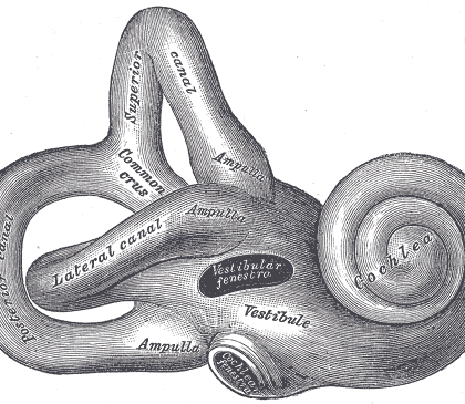 The structure of the ear (Public domain image courtesy of Gray’s Anatomy)