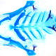 Dissection of the larval zebrafish skeleton shows facial cartilage (blue) and bone (red) (Image courtesy of the Crump Lab)