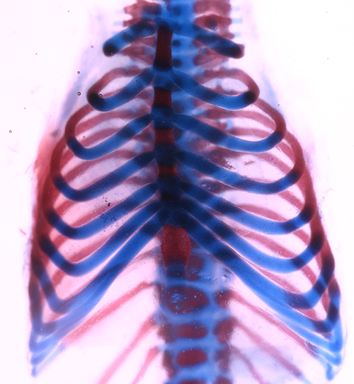 Mouse rib cage stained to show cartilage (blue) and bone (red). In adult mice, surgically removed sections of either portion can fully regenerate. (Image by Francesca Mariani)