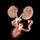 Kidney (Image by Lisa Rutledge and Seth Ruffins)
