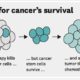 Chemotherapy kills most cancer cells, but cancer stem cell survive and seed a new tumor that resists chemotherapy.