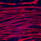 Skeletal myotubes grown for three weeks on gelatin hydrogel (Image by Archana Bettadapur, Gio Suh, Evelyn Wang, Holly Huber, Alyssa Viscio and Megan McCain)