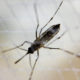 Mosquito (Image courtesy of the National Institutes for Health)