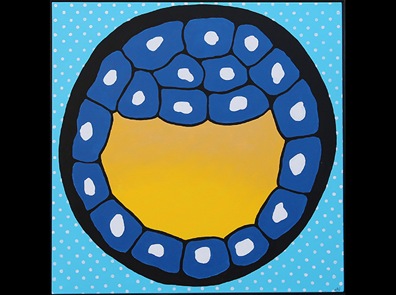 The Blastocoel (Acrylic and Krink on canvas, 2017): Human embryonic stem (ES) cells are derived from the inner cell mass of the blastocyst on day five of embryonic development. Human ES cells are pluripotent, meaning they can differentiate into a wide range of cell types with many uses in regenerative medicine.