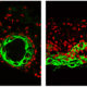 Two types of progenitor cells from dissociated skin—epidermal (green) and dermal (red)—undergo a series of morphological transitions to form reconstituted skin. (Images by Mingxing Lei/Cheng-Ming Chuong Lab)