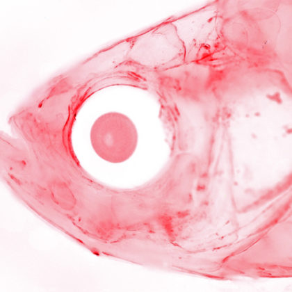 To understand craniofacial disorders, Crump’s group examines the skeletal development of zebrafish (head bones stained red). (Image by Sandeep Paul/Crump Lab)