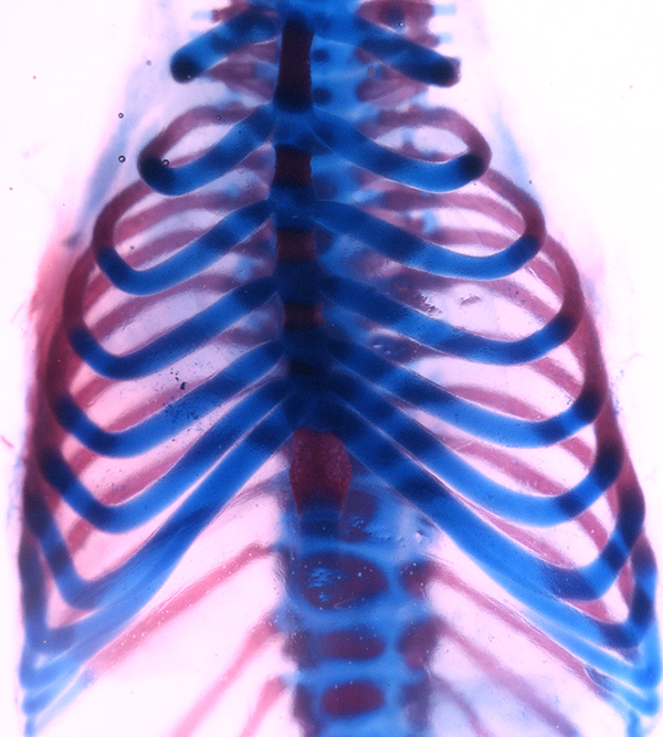 Mouse rib cage stained to show cartilage (blue) and bone (red) (Image by Francesca Mariani)