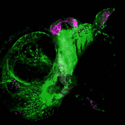 Green labels skeletal stem cells in the embryonic zebrafish head, and magenta labels the early-forming cartilaginous facial skeleton. (Video by Lindsey Barske/Crump Lab)
