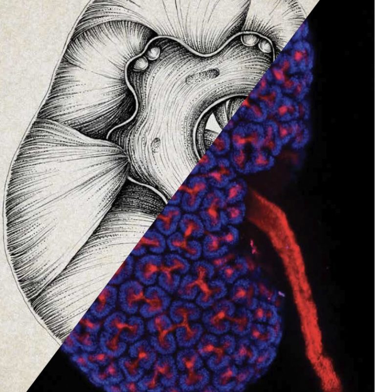Kidney (Image by Lori O'Brien/Andy McMahon Lab, illustration by Mira Nameth)