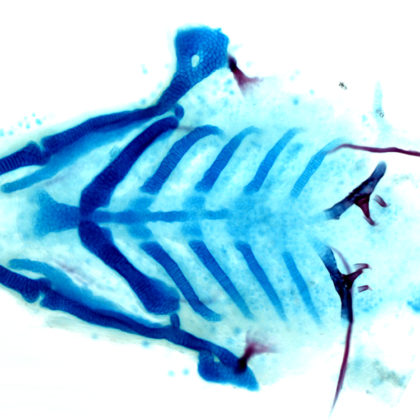 Skeletal staining of the lower face of a zebrafish, with cartilage in blue, and bones and teeth in red. (Image by Pengfei Xu/Crump Lab)