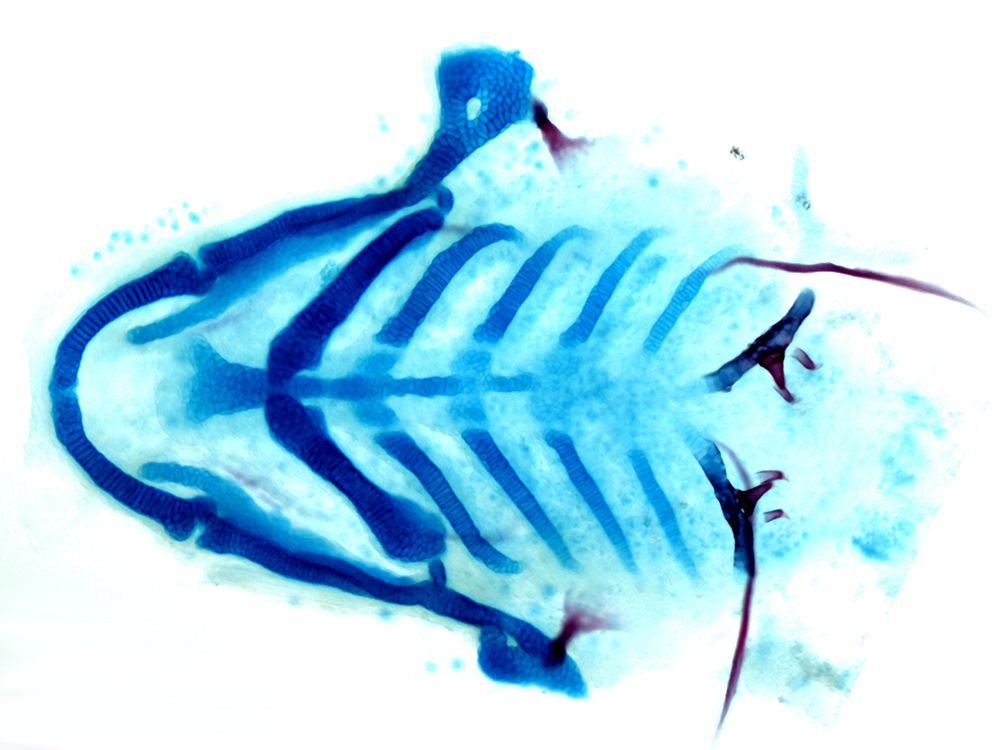 Skeletal staining of the lower face of a zebrafish, with cartilage in blue, and bones and teeth in red. (Image by Pengfei Xu/Crump Lab)