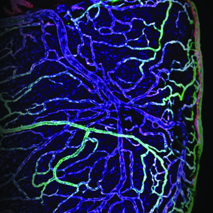 Cardiac lymphatic vessels (red) grow alongside blood vessels (green) in the zebrafish heart. Ellen Lien's work shows that cardiac lymphatic vessels are a critical part of heart tissue regeneration after injury. This research could lead to future treatments for babies in need of heart repair. (Image courtesy of Ellen Lien)