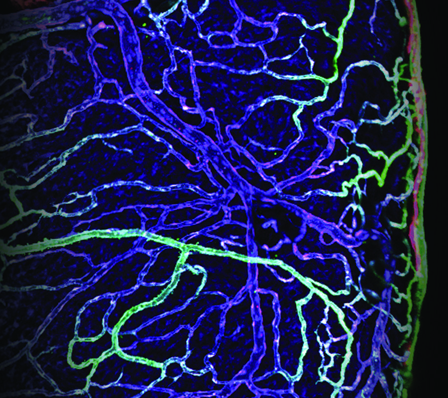 Cardiac lymphatic vessels (red) grow alongside blood vessels (green) in the zebrafish heart. Ellen Lien's work shows that cardiac lymphatic vessels are a critical part of heart tissue regeneration after injury. This research could lead to future treatments for babies in need of heart repair. (Image courtesy of Ellen Lien)