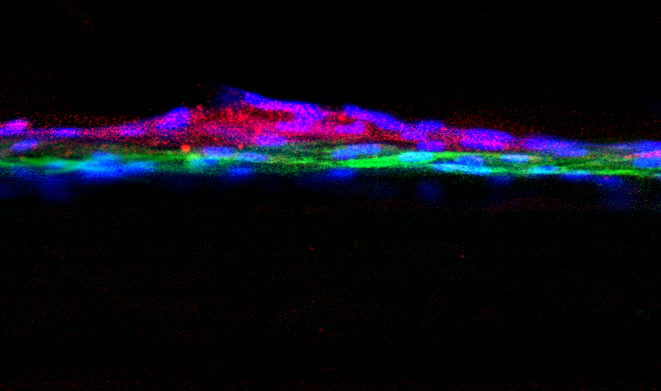 Layers of healthy human kidney cells (visible as red and green in fluorescent image) form a working filter in the new model developed by Dr. Perin and Dr. Da Sacco in the GOFARR Lab.