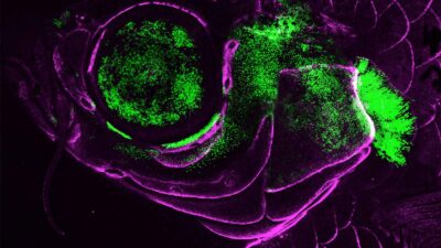 zebrafish gills