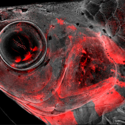 Confocal microscopy image of an adult zebrafish head with neural crest-derived cells in red. The Crump lab has used single-cell sequencing to understand how these cells build and repair the head skeleton, with implications for understanding human craniofacial birth defects and improving repair of skeletal tissues. (Image by Hung-Jhen Chen/Crump Lab)