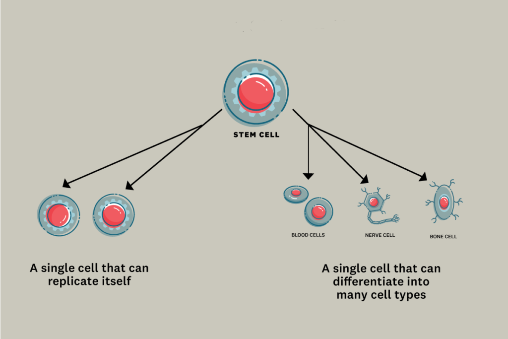 What is a stem cell?