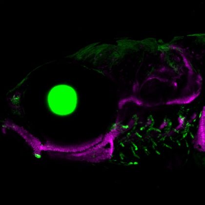 A zebrafish showing the skeleton and jaw (magenta), the eye (green circle on the left), and gill-like pseudobranch and gills (green structures on the right). (Image by Mathi Thiruppathy/Crump Lab)
