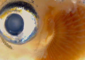 A zebrafish showing, from left to right, the eye, the pseudobranch, and the gills (Image by Peter Fabian/Crump Lab)