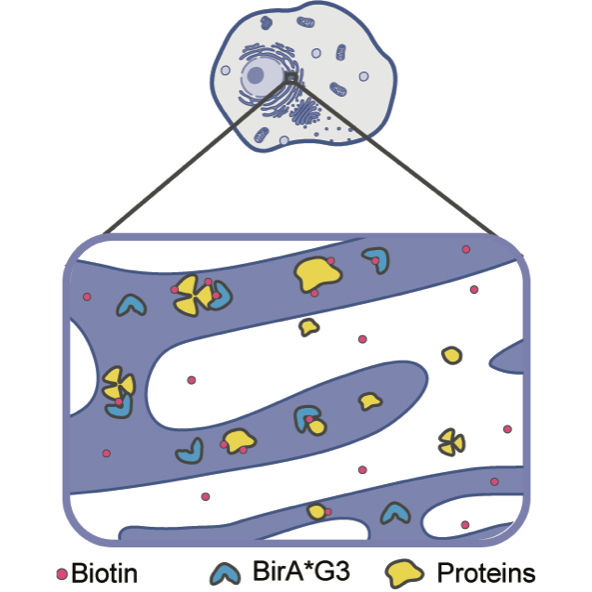 A cell showing the enzyme BirA*G3, which tags the proteins of the "secretome" (Image courtesy of the McMahon Lab)