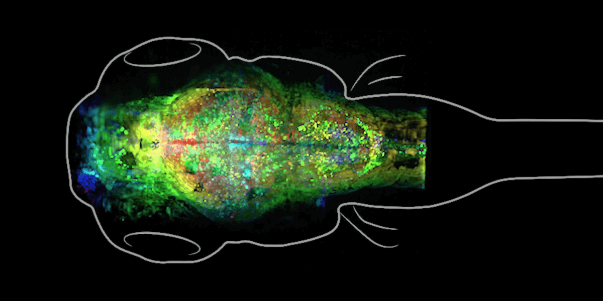THE SYNAPSES OF A ZEBRAFISH BRAIN ARE HIGHLIGHTED BY A MICROSCOPE (PHOTO CREDIT: USC)