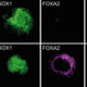 Neuronal specification is compromised in Zfp462 deleted cells. Immunofluorescence images of wildtype (WT) and Zfp462 deleted (Zfp462 KO) cells during neural differentiation. The neuronal lineage marker SOX1 is shown in green and the endodermal lineage marker FOXA2 is in magenta. Non-neural cells are detected during the neural differentiation of Zfp462 KO cells. © Bell Lab / NCB /IMBA.