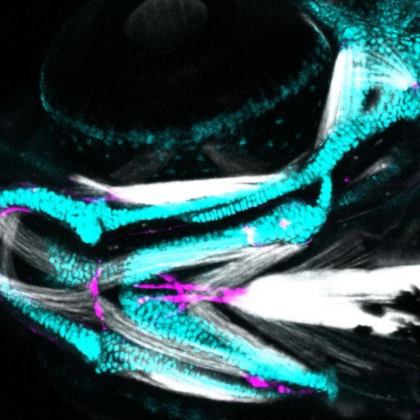 One-week-old zebrafish with jaw cartilage in blue, tendons in magenta and jaw muscles in white. (Image by Hung-Jhen (Olivia) Chen/Crump Lab)