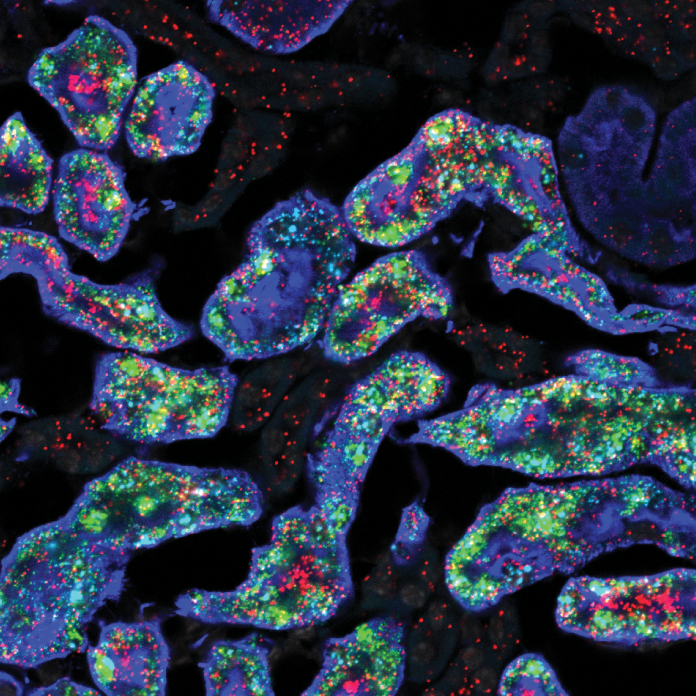 Two of the genes—Gsta4 in red and Cyp4a14 in green—that are more active in female mouse kidneys (blue) (Image by Jing Liu/McMahon Lab)