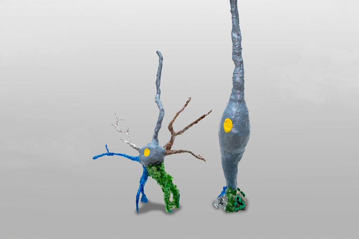 Two sculptures representing a human neuron and a radial glia cell, inspired by the findings published by the Quadrato Lab in Nature Neuroscience. (Sculptures by Jane Kwak; photo by Sergio Bianco)