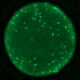 Organoid with neurons labeled in green (Image by Joshua Berlind/Ichida Lab)