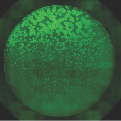 A circular field of cells shows a gradient of patterns, with green spots decreasing in size as cell density increases.