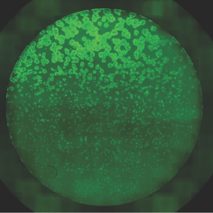 A circular field of cells shows a gradient of patterns, with green spots decreasing in size as cell density increases.; featured image for By exerting “crowd control” over mouse cells, scientists make progress towards engineering tissues