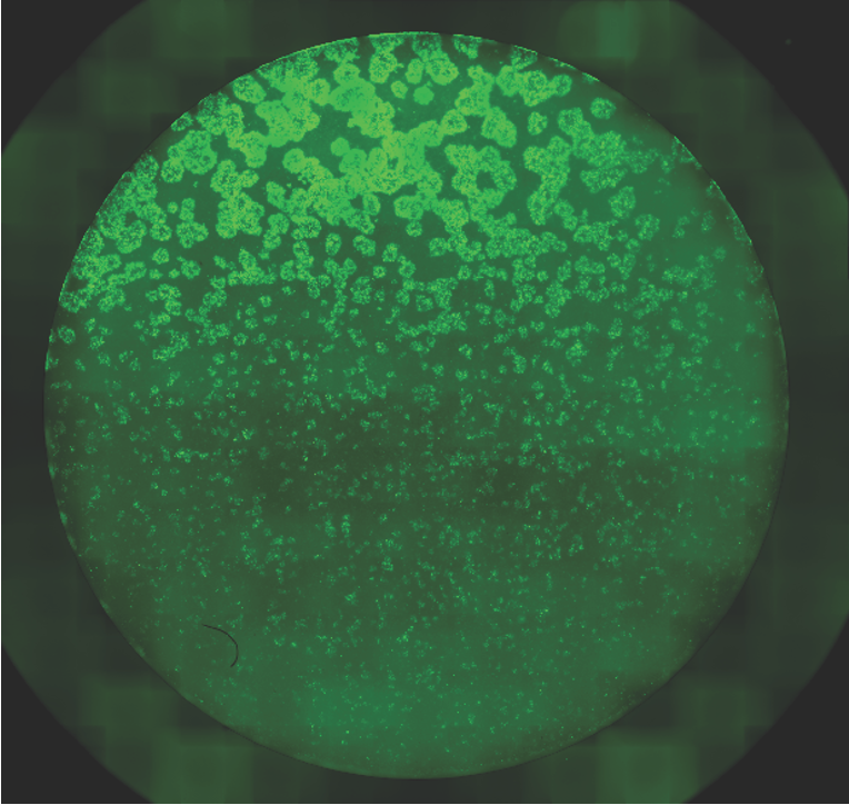 A circular field of cells shows a gradient of patterns, with green spots decreasing in size as cell density increases.