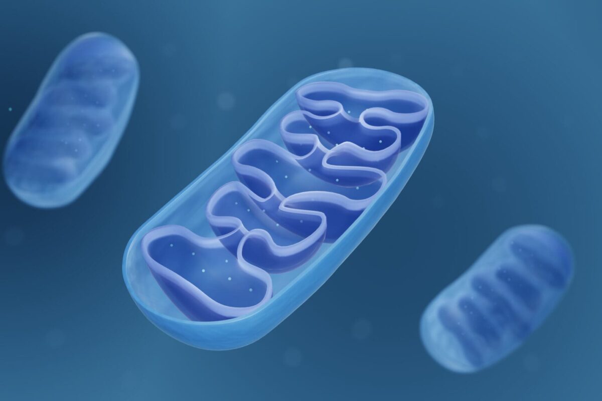 Mitochondria (Image courtesy of iStock)