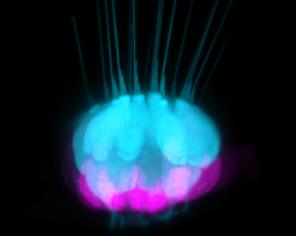 In the zebrafish inner ear, a cell type known as supporting cells (magenta) gives rise to new sensory hearing cells (blue). The study reveals a set of DNA control elements critical for supporting cells to regenerate hair cells after injury in zebrafish, lizards and other regenerative species. (Image by Tuo Shi/Crump and Lozito labs/USC Stem Cell)