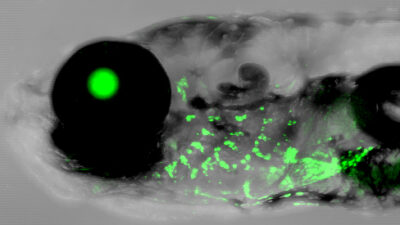 A gene control element for human outer ear development shows activity in the gills (green) of a 2-week old zebrafish (Image by Mathi Thiruppathy/Crump Lab/USC Stem Cell)