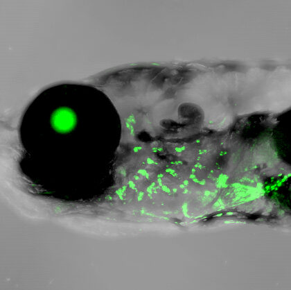 A gene control element for human outer ear development shows activity in the gills (green) of a 2-week old zebrafish (Image by Mathi Thiruppathy/Crump Lab/USC Stem Cell); featured image for An earful of gill: USC Stem Cell study points to the evolutionary origin of the mammalian outer ear