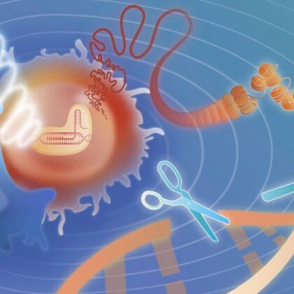 USC biomedical engineers have harnessed focused ultrasound to improve CRISPR, a revolutionary tool that enables the DNA in living organisms to be modified. (Image byWang Lab and Pepper Workshop); featured image for New CRISPR toolkit to allow remote-controlled genome editing