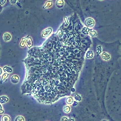 Embryonic stem cells from a Barred Plymouth Rock chicken (Image by Xi Chen/Ying Lab/USC Stem Cell); featured image for USC Stem Cell-led study generates authentic embryonic stem cell from birds